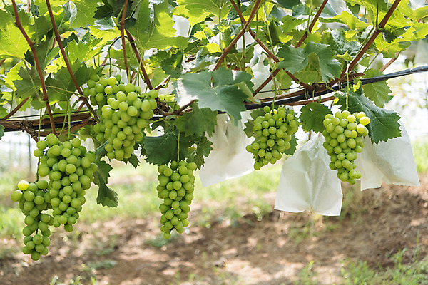 포토 JPG 주간 여러송이 자연 사람없음 야외 초록색 여름 농장 농사 신선 달콤 보호 유기농 포도농장 포도잎 망고포도 국내포토 자연요소 웰빙 계절 컬러 다수 컨셉 잎 농업 포도 맛 생태계 청포도 파일형식
