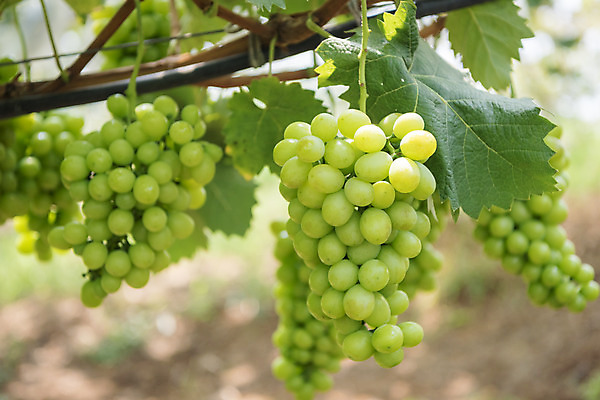 포토 JPG 주간 여러송이 자연 사람없음 야외 아웃포커스 초록색 여름 농장 농사 신선 달콤 유기농 포도농장 포도잎 망고포도 국내포토 자연요소 웰빙 계절 컬러 다수 잎 농업 포도 촬영기법 맛 생태계 청포도 파일형식