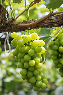 포토 JPG 주간 여러송이 자연 사람없음 야외 아웃포커스 초록색 여름 농장 농사 신선 달콤 유기농 포도농장 포도잎 망고포도 국내포토 자연요소 웰빙 계절 컬러 다수 잎 농업 포도 촬영기법 맛 생태계 청포도 파일형식