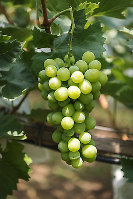 포토 JPG 주간 한송이 자연 사람없음 야외 아웃포커스 초록색 여름 농장 농사 신선 달콤 유기농 포도농장 포도잎 망고포도 국내포토 자연요소 1 웰빙 계절 컬러 잎 농업 포도 촬영기법 맛 생태계 청포도 송이 파일형식