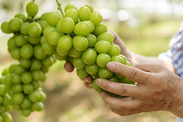 포토 JPG 주간 손 노년 자연 한명 야외 아웃포커스 신체부위 여름 농장 농사 한국인 신선 달콤 농부 두송이 유기농 70대 포도농장 망고포도 국내포토 자연요소 직업 1 웰빙 계절 2 농업 촬영기법 사람 동양인 성인 맛 생태계 청포도 파일형식