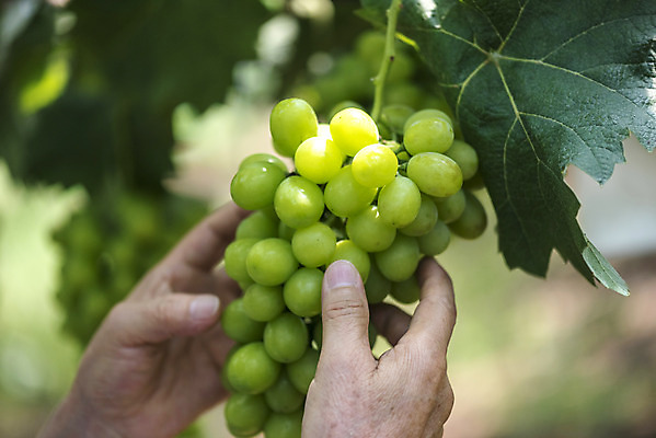 포토 JPG 주간 손 노년 한송이 자연 한명 야외 아웃포커스 신체부위 여름 농장 농사 한국인 신선 달콤 농부 유기농 70대 포도농장 망고포도 국내포토 자연요소 직업 1 웰빙 계절 농업 촬영기법 사람 동양인 성인 맛 생태계 청포도 송이 파일형식