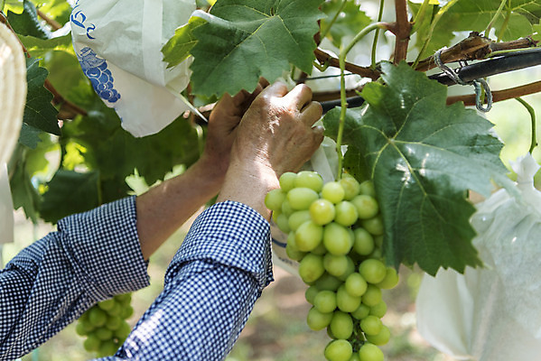포토 JPG 주간 손 노년 여러송이 자연 한명 야외 신체부위 여름 농장 농사 한국인 신선 달콤 보호 농부 유기농 70대 포도농장 망고포도 국내포토 자연요소 직업 1 웰빙 계절 다수 컨셉 농업 사람 동양인 성인 맛 생태계 청포도 파일형식