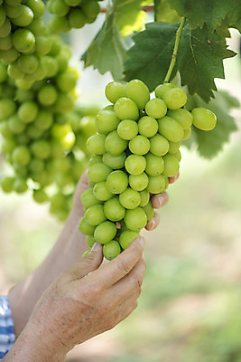 포토 JPG 주간 손 노년 여러송이 자연 야외 아웃포커스 신체부위 여름 농장 농사 한국인 신선 달콤 농부 유기농 70대 포도농장 망고포도 국내포토 자연요소 직업 웰빙 계절 다수 농업 촬영기법 사람 동양인 성인 맛 생태계 청포도 파일형식