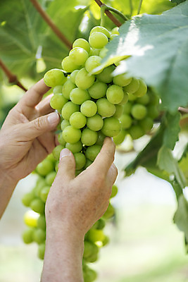 포토 JPG 주간 손 노년 여러송이 자연 야외 아웃포커스 신체부위 여름 농장 농사 한국인 신선 달콤 농부 유기농 70대 포도농장 망고포도 국내포토 자연요소 직업 웰빙 계절 다수 농업 촬영기법 사람 동양인 성인 맛 생태계 청포도 파일형식