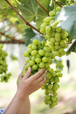 포토 JPG 주간 손 노년 여러송이 자연 야외 아웃포커스 신체부위 여름 농장 농사 한국인 신선 달콤 농부 유기농 70대 포도농장 망고포도 국내포토 자연요소 직업 웰빙 계절 다수 농업 촬영기법 사람 동양인 성인 맛 생태계 청포도 파일형식