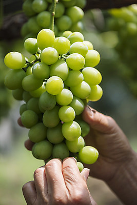 포토 JPG 주간 손 노년 한송이 자연 야외 아웃포커스 신체부위 여름 농장 농사 한국인 신선 달콤 농부 유기농 70대 포도농장 망고포도 국내포토 자연요소 직업 1 웰빙 계절 농업 촬영기법 사람 동양인 성인 맛 생태계 청포도 송이 파일형식
