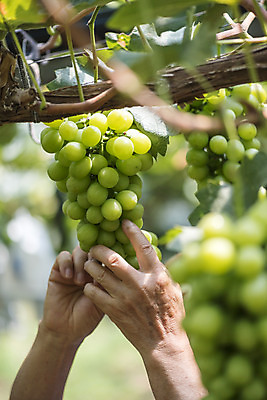 포토 JPG 주간 손 노년 여러송이 자연 야외 아웃포커스 신체부위 여름 농장 농사 한국인 신선 달콤 농부 유기농 70대 포도농장 망고포도 국내포토 자연요소 직업 웰빙 계절 다수 농업 촬영기법 사람 동양인 성인 맛 생태계 청포도 파일형식