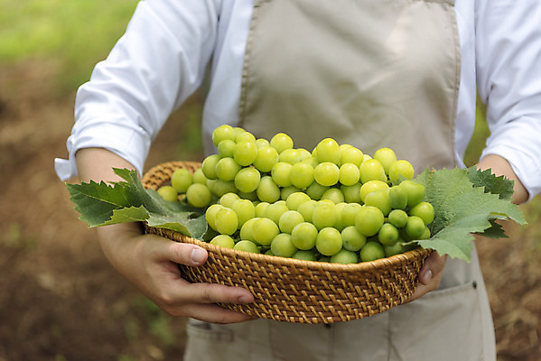 포토 JPG 주간 여자 40대 중년 자연 한명 들기 상반신 야외 앞모습 여름 농장 바구니 농사 한국인 신선 달콤 농부 유기농 포도농장 중년여자한명만 망고포도 국내포토 자연요소 직업 1 웰빙 계절 뷰포인트 농업 모션 사람 동양인 성인 맛 생태계 청포도 여자한명만 중년여자만 파일형식