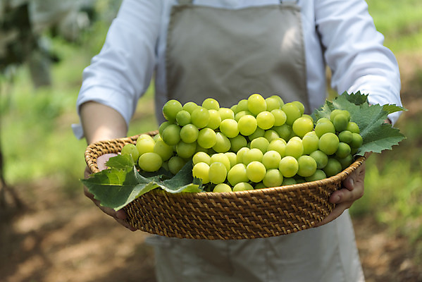 포토 JPG 주간 여자 40대 중년 자연 한명 들기 상반신 야외 앞모습 여름 농장 바구니 농사 한국인 신선 달콤 농부 유기농 포도농장 중년여자한명만 망고포도 국내포토 자연요소 직업 1 웰빙 계절 뷰포인트 농업 모션 사람 동양인 성인 맛 생태계 청포도 여자한명만 중년여자만 파일형식
