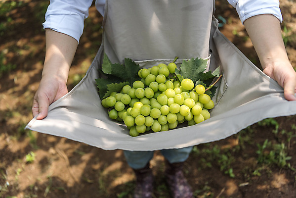 포토 JPG 주간 여자 40대 중년 여러송이 자연 한명 야외 앞모습 여름 농장 농사 앞치마 한국인 하반신 신선 달콤 농부 유기농 포도농장 중년여자한명만 망고포도 국내포토 자연요소 직업 1 웰빙 계절 뷰포인트 다수 농업 사람 동양인 성인 맛 생태계 청포도 여자한명만 중년여자만 파일형식