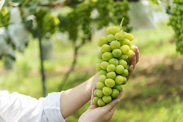 포토 JPG 주간 손 여자 40대 중년 한송이 자연 한명 들기 야외 아웃포커스 신체부위 여름 농장 농사 한국인 신선 달콤 농부 유기농 포도농장 중년여자한명만 망고포도 국내포토 자연요소 직업 1 웰빙 계절 농업 모션 촬영기법 사람 동양인 성인 맛 생태계 청포도 송이 여자한명만 중년여자만 파일형식