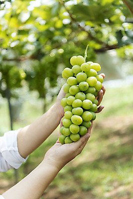 포토 JPG 주간 손 여자 40대 중년 한송이 자연 한명 들기 야외 아웃포커스 신체부위 여름 농장 농사 한국인 신선 달콤 농부 유기농 포도농장 중년여자한명만 망고포도 국내포토 자연요소 직업 1 웰빙 계절 농업 모션 촬영기법 사람 동양인 성인 맛 생태계 청포도 송이 여자한명만 중년여자만 파일형식