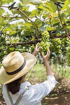 포토 JPG 주간 여자 40대 중년 여러송이 자연 한명 상반신 야외 뒷모습 여름 농장 농사 한국인 신선 달콤 농부 유기농 밀짚모자 포도농장 중년여자한명만 망고포도 국내포토 자연요소 직업 모자_잡화 1 웰빙 계절 뷰포인트 다수 농업 사람 동양인 성인 맛 생태계 청포도 여자한명만 중년여자만 파일형식