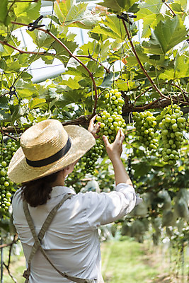 포토 JPG 주간 여자 40대 중년 여러송이 자연 한명 상반신 야외 뒷모습 여름 농장 농사 한국인 신선 달콤 농부 유기농 밀짚모자 포도농장 중년여자한명만 망고포도 국내포토 자연요소 직업 모자_잡화 1 웰빙 계절 뷰포인트 다수 농업 사람 동양인 성인 맛 생태계 청포도 여자한명만 중년여자만 파일형식