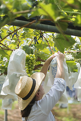 포토 JPG 주간 여자 40대 중년 여러송이 자연 한명 상반신 야외 옆모습 여름 농장 농사 한국인 신선 달콤 보호 농부 유기농 밀짚모자 포도농장 중년여자한명만 망고포도 국내포토 자연요소 직업 모자_잡화 1 웰빙 계절 뷰포인트 다수 컨셉 농업 사람 동양인 성인 맛 생태계 청포도 여자한명만 중년여자만 파일형식