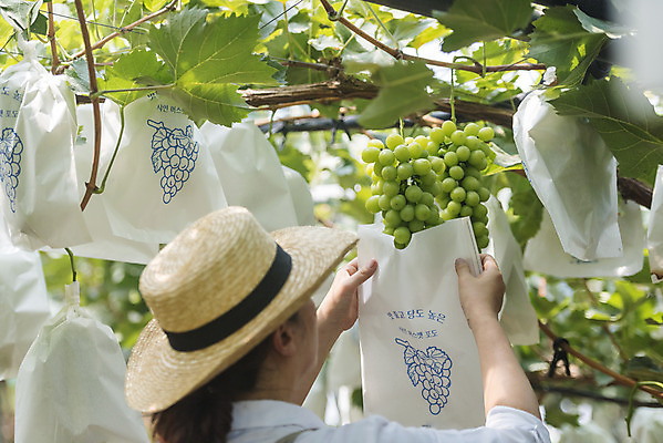 포토 JPG 주간 여자 40대 중년 여러송이 자연 한명 상반신 야외 옆모습 여름 농장 농사 한국인 신선 달콤 보호 농부 유기농 밀짚모자 포도농장 중년여자한명만 망고포도 국내포토 자연요소 직업 모자_잡화 1 웰빙 계절 뷰포인트 다수 컨셉 농업 사람 동양인 성인 맛 생태계 청포도 여자한명만 중년여자만 파일형식