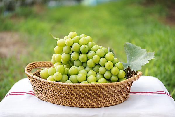 포토 JPG 주간 자연 사람없음 야외 아웃포커스 초록색 여름 농장 바구니 농사 신선 달콤 유기농 포도농장 포도잎 망고포도 국내포토 자연요소 웰빙 계절 컬러 잎 농업 포도 촬영기법 맛 생태계 청포도 파일형식