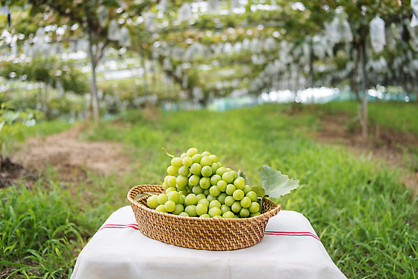 포토 JPG 주간 자연 사람없음 야외 아웃포커스 초록색 여름 농장 바구니 농사 신선 달콤 유기농 포도농장 포도잎 망고포도 국내포토 자연요소 웰빙 계절 컬러 잎 농업 포도 촬영기법 맛 생태계 청포도 파일형식