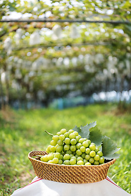 포토 JPG 주간 자연 사람없음 야외 아웃포커스 초록색 여름 농장 바구니 농사 신선 달콤 유기농 포도농장 포도잎 망고포도 국내포토 자연요소 웰빙 계절 컬러 잎 농업 포도 촬영기법 맛 생태계 청포도 파일형식