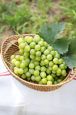 포토 JPG 주간 자연 사람없음 야외 아웃포커스 초록색 여름 하이앵글 농장 바구니 농사 신선 달콤 유기농 포도농장 포도잎 망고포도 국내포토 자연요소 웰빙 계절 뷰포인트 컬러 잎 농업 포도 촬영기법 맛 생태계 청포도 파일형식