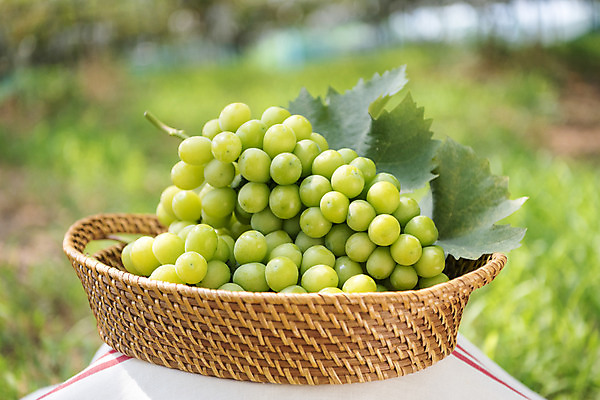 포토 JPG 주간 자연 사람없음 야외 아웃포커스 초록색 여름 농장 바구니 농사 신선 달콤 유기농 포도농장 포도잎 망고포도 국내포토 자연요소 웰빙 계절 컬러 잎 농업 포도 촬영기법 맛 생태계 청포도 파일형식