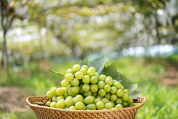 포토 JPG 주간 자연 사람없음 야외 아웃포커스 초록색 여름 농장 바구니 농사 신선 달콤 유기농 포도농장 포도잎 망고포도 국내포토 자연요소 웰빙 계절 컬러 잎 농업 포도 촬영기법 맛 생태계 청포도 파일형식