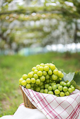 포토 JPG 주간 자연 사람없음 야외 아웃포커스 초록색 여름 농장 바구니 농사 신선 달콤 유기농 포도농장 포도잎 망고포도 국내포토 자연요소 웰빙 계절 컬러 잎 농업 포도 촬영기법 맛 생태계 청포도 파일형식