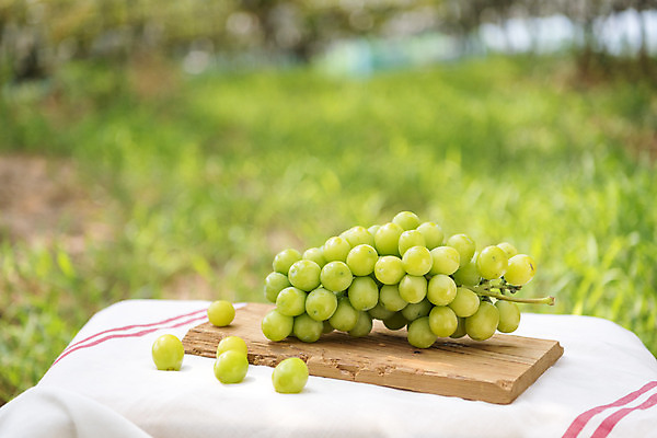 포토 JPG 주간 자연 사람없음 야외 아웃포커스 초록색 여름 농장 바구니 농사 신선 달콤 유기농 포도농장 망고포도 국내포토 자연요소 웰빙 계절 컬러 농업 촬영기법 맛 생태계 청포도 파일형식