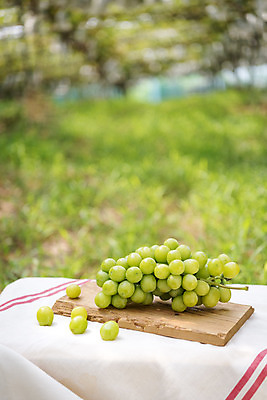포토 JPG 주간 자연 사람없음 야외 아웃포커스 초록색 여름 농장 바구니 농사 신선 달콤 유기농 포도농장 망고포도 국내포토 자연요소 웰빙 계절 컬러 농업 촬영기법 맛 생태계 청포도 파일형식