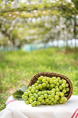 포토 JPG 주간 자연 사람없음 야외 아웃포커스 초록색 여름 농장 바구니 농사 신선 달콤 유기농 포도농장 망고포도 국내포토 자연요소 웰빙 계절 컬러 농업 촬영기법 맛 생태계 청포도 파일형식