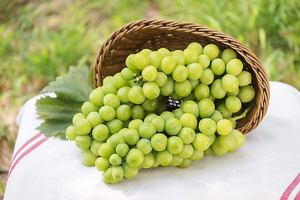 포토 JPG 주간 자연 사람없음 야외 아웃포커스 초록색 여름 농장 바구니 농사 신선 달콤 유기농 포도농장 망고포도 국내포토 자연요소 웰빙 계절 컬러 농업 촬영기법 맛 생태계 청포도 파일형식