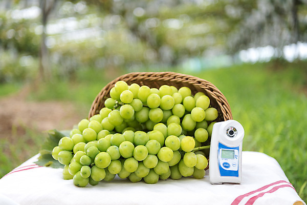 포토 JPG 주간 자연 사람없음 야외 아웃포커스 초록색 여름 농장 바구니 농사 신선 달콤 유기농 포도농장 망고포도 당도측정기 국내포토 자연요소 웰빙 계절 컬러 농업 촬영기법 기계 맛 생태계 청포도 파일형식
