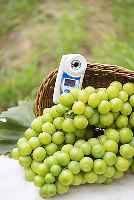 포토 JPG 주간 자연 사람없음 야외 아웃포커스 초록색 여름 농장 바구니 농사 신선 달콤 유기농 포도농장 망고포도 당도측정기 국내포토 자연요소 웰빙 계절 컬러 농업 촬영기법 기계 맛 생태계 청포도 파일형식