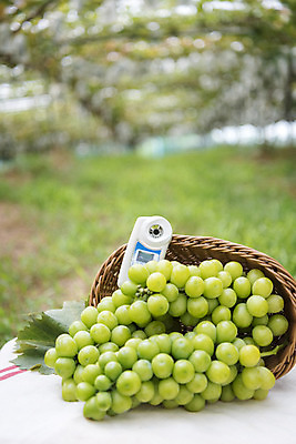 포토 JPG 주간 자연 사람없음 야외 아웃포커스 초록색 여름 농장 바구니 농사 신선 달콤 유기농 포도농장 망고포도 당도측정기 국내포토 자연요소 웰빙 계절 컬러 농업 촬영기법 기계 맛 생태계 청포도 파일형식