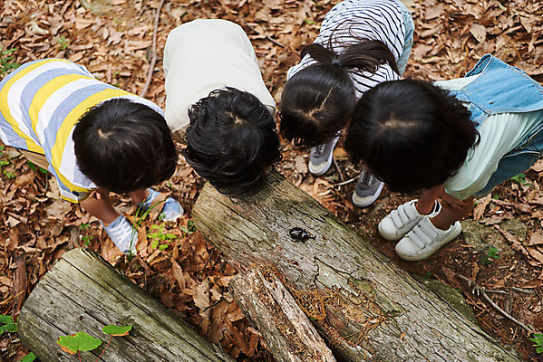 포토 JPG 주간 전신 나무 공원 여자 남자 어린이라이프 초등학생 어린이 곤충 자연 함께함 아웃도어 사람 소녀 소년 여러명 야외 뒷모습 여름 친구 하이앵글 한국인 관찰 체험학습 체험 숲속 숲 수집 즐거움 호기심 용인 장수풍뎅이 휴양림 어린이만 국내포토 자연요소 식물 동물 학생 라이프스타일 계절 공공시설 감정 뷰포인트 다수 컨셉 관계 모션 동양인 생태계 경기도 파일형식