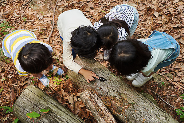 포토 JPG 주간 전신 나무 공원 여자 남자 어린이라이프 초등학생 어린이 곤충 자연 함께함 아웃도어 사람 소녀 소년 여러명 야외 뒷모습 여름 친구 하이앵글 한국인 관찰 체험학습 체험 숲속 숲 수집 즐거움 호기심 용인 장수풍뎅이 휴양림 어린이만 국내포토 자연요소 식물 동물 학생 라이프스타일 계절 공공시설 감정 뷰포인트 다수 컨셉 관계 모션 동양인 생태계 경기도 파일형식