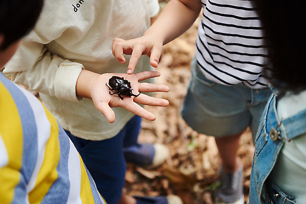 포토 JPG 주간 나무 공원 여자 남자 어린이라이프 초등학생 어린이 곤충 자연 함께함 아웃도어 들기 사람 소녀 소년 여러명 상반신 야외 앞모습 여름 친구 하이앵글 한국인 관찰 체험학습 체험 숲속 숲 수집 즐거움 호기심 용인 장수풍뎅이 휴양림 어린이만 국내포토 자연요소 식물 동물 학생 라이프스타일 계절 공공시설 감정 뷰포인트 다수 컨셉 관계 모션 동양인 생태계 경기도 파일형식