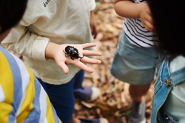 포토 JPG 주간 나무 공원 여자 남자 어린이라이프 초등학생 어린이 곤충 자연 함께함 아웃도어 들기 사람 소녀 소년 여러명 상반신 야외 앞모습 여름 친구 하이앵글 한국인 관찰 체험학습 체험 숲속 숲 수집 즐거움 호기심 용인 장수풍뎅이 휴양림 어린이만 국내포토 자연요소 식물 동물 학생 라이프스타일 계절 공공시설 감정 뷰포인트 다수 컨셉 관계 모션 동양인 생태계 경기도 파일형식