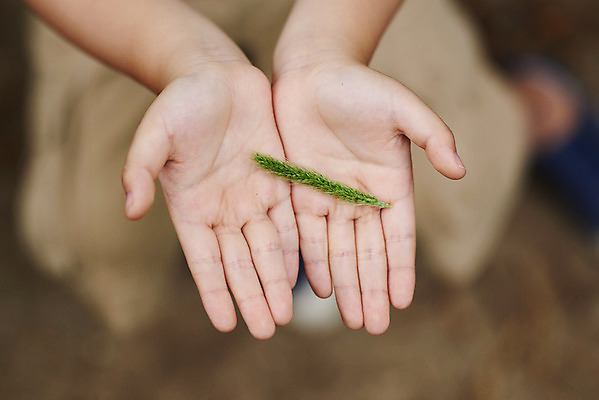 포토 JPG 주간 나무 손 공원 남자 어린이라이프 초등학생 어린이 자연 아웃도어 한명 들기 사람 소년 야외 아웃포커스 신체부위 여름 하이앵글 한국인 체험학습 체험 숲속 숲 강아지풀 용인 휴양림 소년한명만 국내포토 자연요소 식물 1 학생 라이프스타일 계절 공공시설 뷰포인트 컨셉 모션 촬영기법 동양인 생태계 경기도 한해살이풀 남자한명만 소년만 파일형식