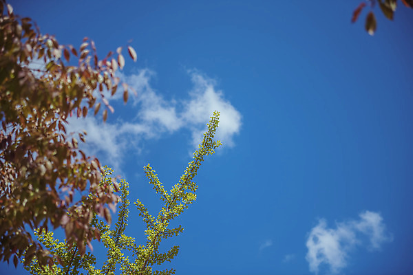 포토 JPG 주간 구름 로우앵글 단풍 하늘 한국 풍경 사람없음 야외 가을풍경 맑음 가을 농촌 시골 용문산 국내포토 자연요소 계절 아시아 뷰포인트 잎 날씨 산 양평 파일형식 가을_계절