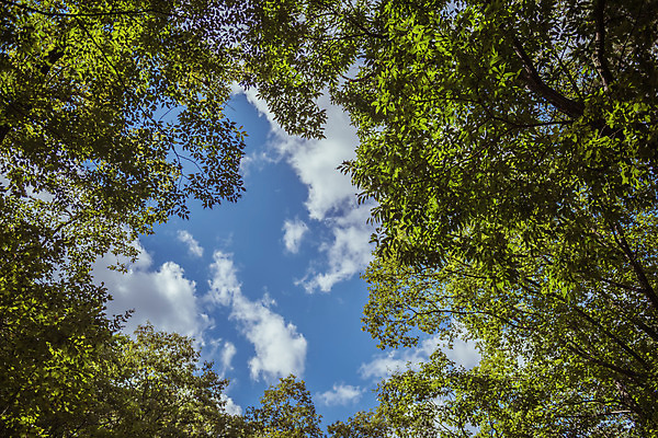 포토 JPG 주간 나무 구름 로우앵글 하늘 한국 풍경 사람없음 야외 가을풍경 맑음 가을 농촌 시골 용문산 국내포토 자연요소 식물 계절 아시아 뷰포인트 날씨 산 양평 파일형식 가을_계절