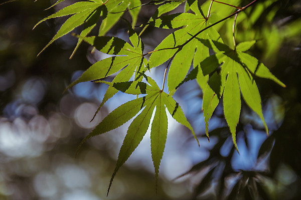 포토 JPG 주간 나뭇잎 한국 풍경 근접촬영 사람없음 야외 아웃포커스 가을풍경 맑음 가을 농촌 시골 보케 용문산 국내포토 자연요소 계절 아시아 뷰포인트 잎 날씨 산 촬영기법 양평 파일형식 가을_계절