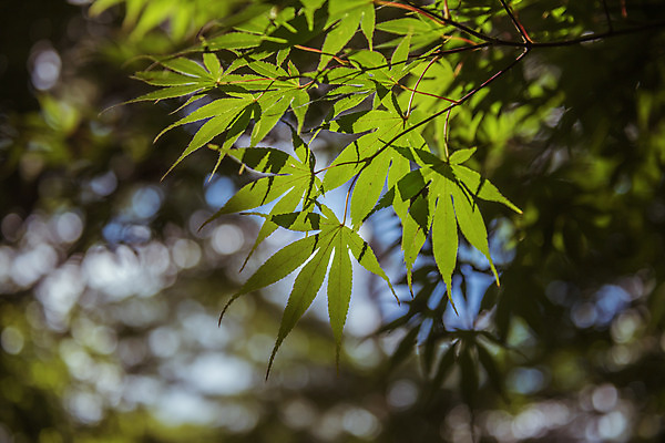 포토 JPG 주간 나뭇잎 한국 풍경 근접촬영 사람없음 야외 아웃포커스 가을풍경 맑음 가을 농촌 시골 보케 용문산 국내포토 자연요소 계절 아시아 뷰포인트 잎 날씨 산 촬영기법 양평 파일형식 가을_계절