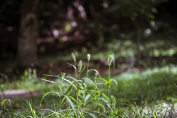 포토 JPG 주간 한국 풍경 사람없음 야외 아웃포커스 가을풍경 맑음 가을 농촌 시골 보케 강아지풀 용문산 국내포토 자연요소 식물 계절 아시아 날씨 산 촬영기법 양평 한해살이풀 파일형식 가을_계절