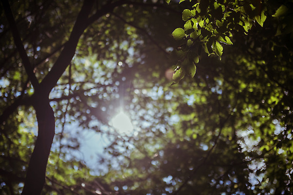 포토 JPG 주간 나무 로우앵글 나뭇잎 한국 풍경 사람없음 야외 햇빛 가을풍경 맑음 가을 농촌 시골 용문산 국내포토 자연요소 식물 계절 아시아 뷰포인트 잎 날씨 산 태양 양평 파일형식 가을_계절