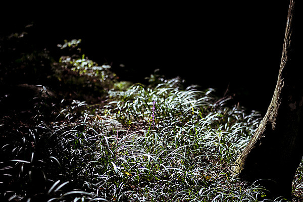 포토 JPG 주간 나무 잎 한국 풍경 사람없음 야외 햇빛 가을풍경 맑음 가을 농촌 시골 맥문동 용문산 국내포토 자연요소 식물 계절 아시아 날씨 산 태양 양평 파일형식 가을_계절