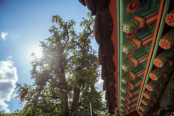 포토 JPG 주간 나무 구름 로우앵글 하늘 한국 단청문양 풍경 사람없음 야외 햇빛 가을풍경 맑음 가을 농촌 시골 단청 은행나무 지붕처마 용문산 국내포토 자연요소 식물 문양 계절 아시아 뷰포인트 지붕 날씨 산 태양 처마 양평 파일형식 가을_계절
