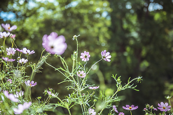 포토 JPG 주간 여러송이 꽃밭 한국 풍경 사람없음 야외 아웃포커스 가을풍경 맑음 가을 농촌 시골 코스모스 용문산 국내포토 자연요소 계절 꽃 아시아 다수 날씨 산 촬영기법 양평 파일형식 가을_계절