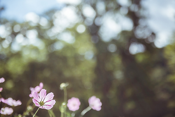 포토 JPG 주간 여러송이 꽃밭 한국 풍경 사람없음 야외 아웃포커스 가을풍경 맑음 가을 농촌 시골 코스모스 용문산 국내포토 자연요소 계절 꽃 아시아 다수 날씨 산 촬영기법 양평 파일형식 가을_계절